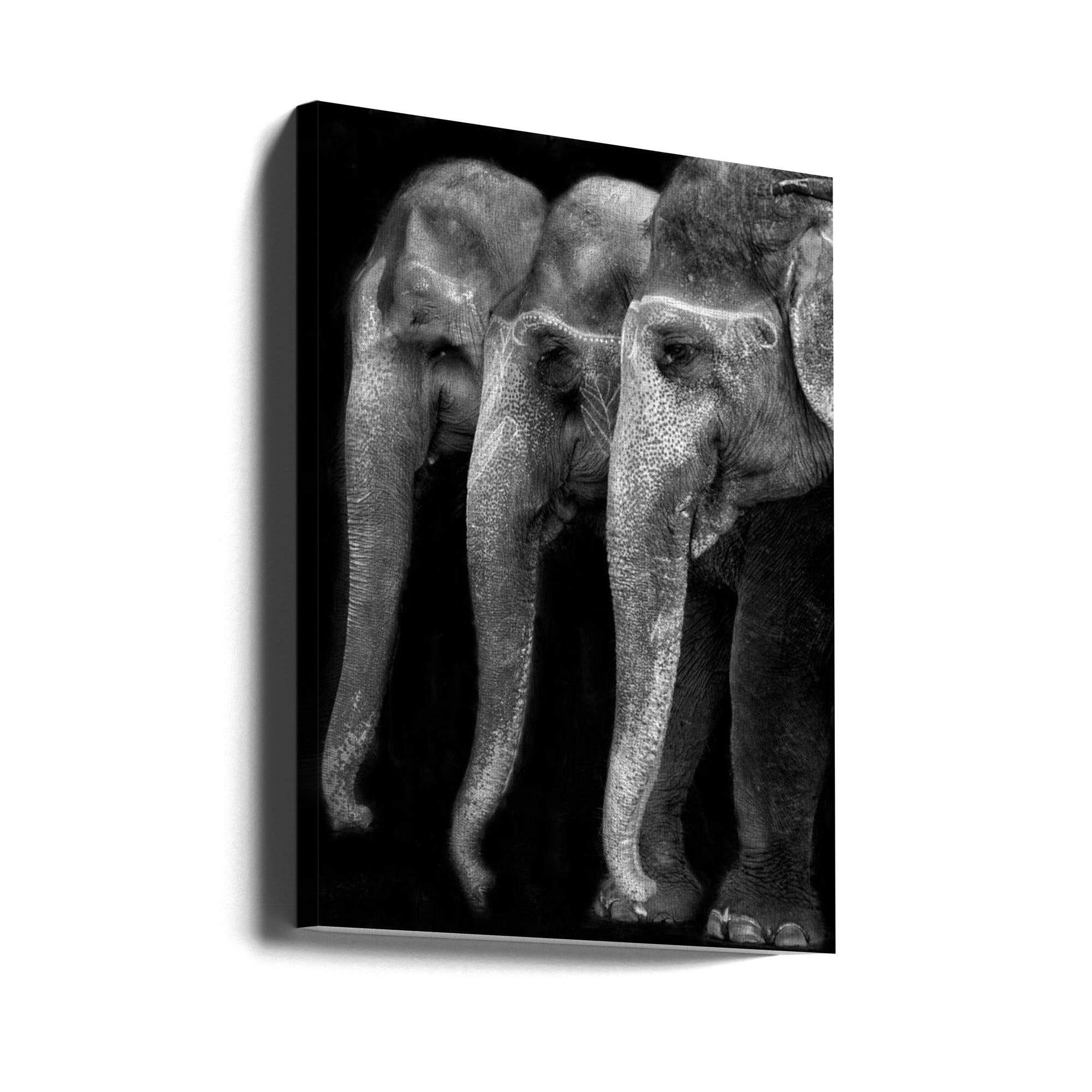 Wall art Nature\'s great masterpiece, an elephant; the only harmless great thing ...